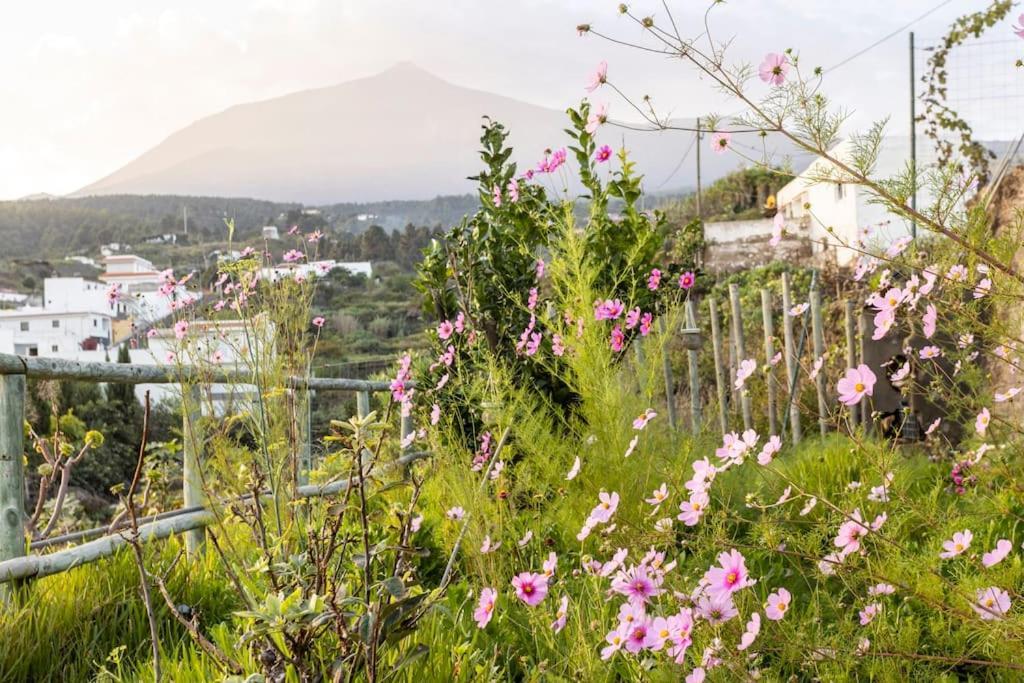 Espacio Antares Icod De Los Vinos Dış mekan fotoğraf